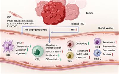 Combination of Immune Checkpoint Inhibitors and Anti-Angiogenic Agents in Brain Metastases From Non-Small Cell Lung Cancer